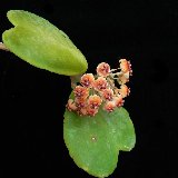 Hoya kerryi (rooted plants)